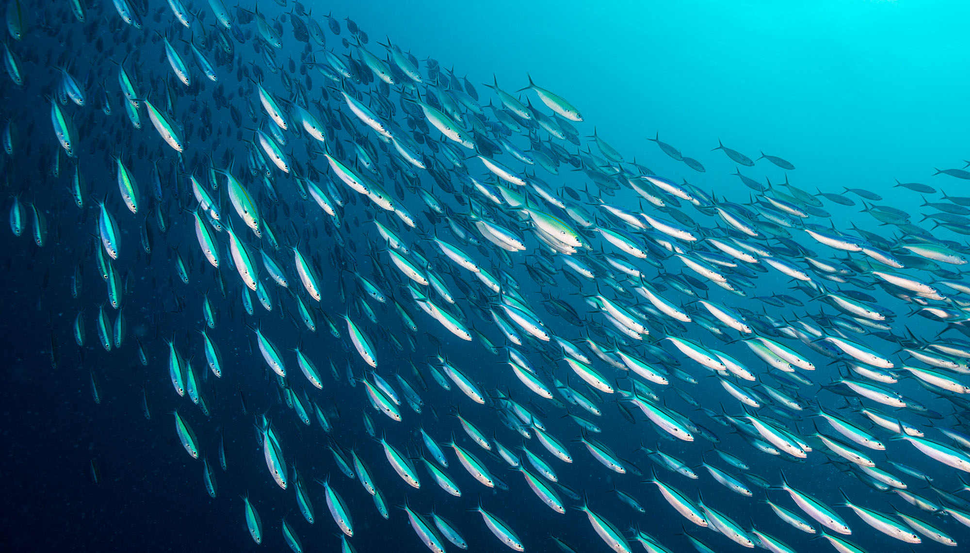 School of fish swimming in the ocean with sunlight shimmering through the water